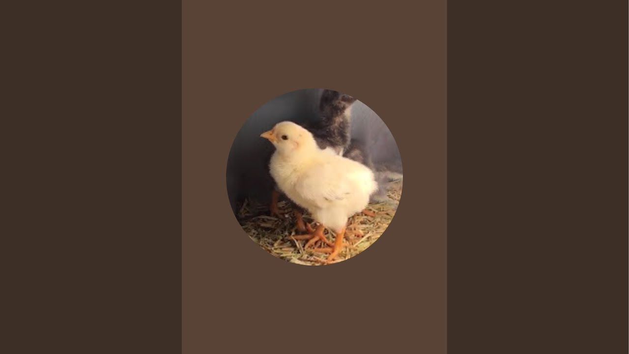 New baby bird just hatched with more siblings on the way!