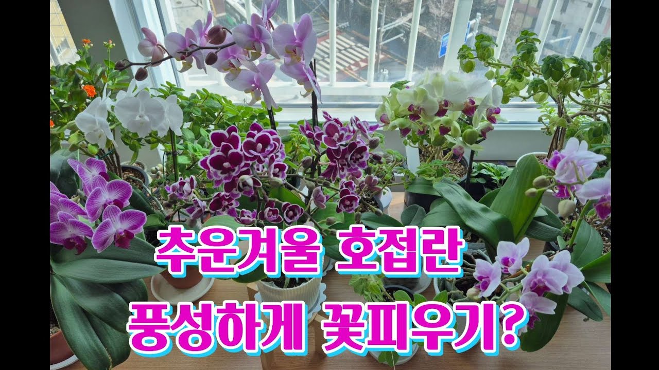 호접란 비닐포트째 키우기#추운 겨울에 풍성하게 꽃 피우기!!지금 피여주는 호접란 꽃 오래동안 볼수 있어요…