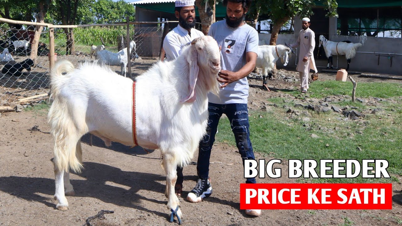 Big Hyderabadi Breeder Full Garam & khassi Goat's Available