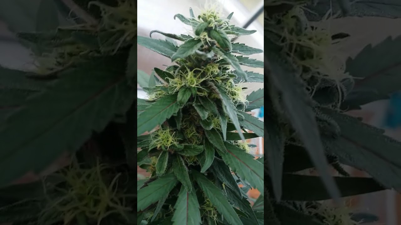 Grandaddy Purple CBD Crew DJ Short Flo 2 of 2