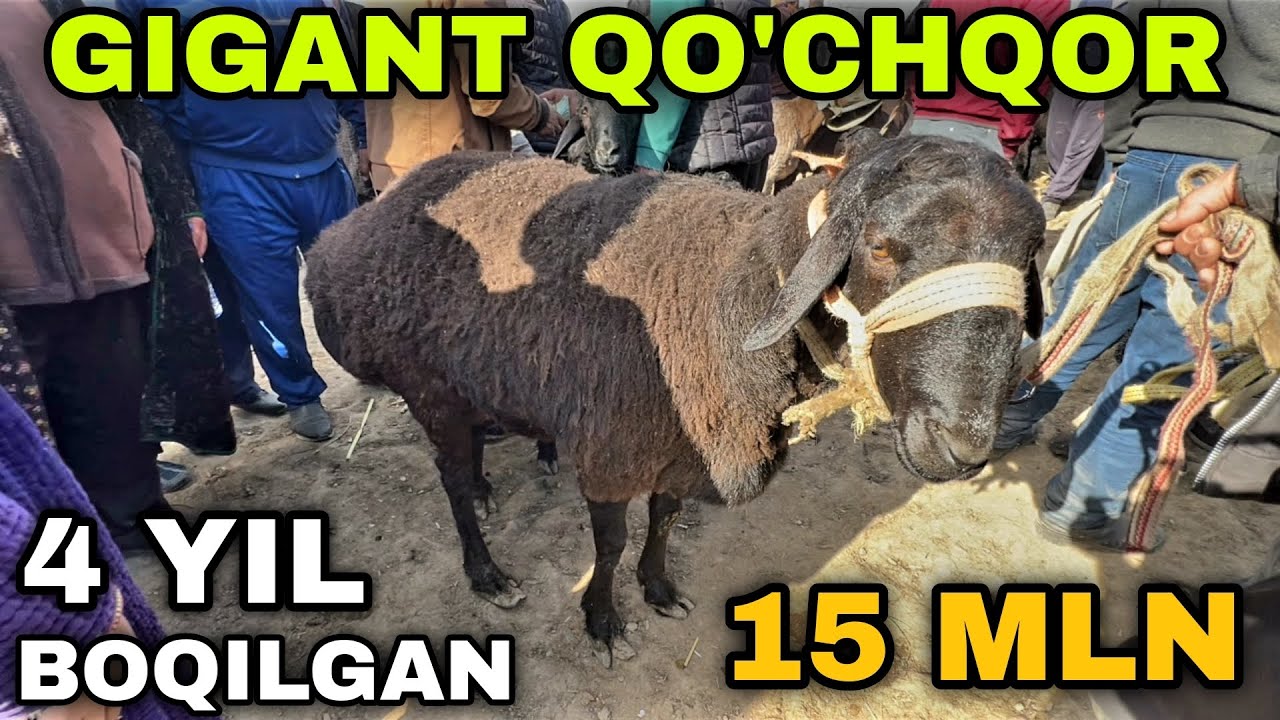 Gigant QO'CHQOR 4 YIL BOQILGAN..! Chiroqchi mol bozori narxlari 2025 Чирокчи мол бозори