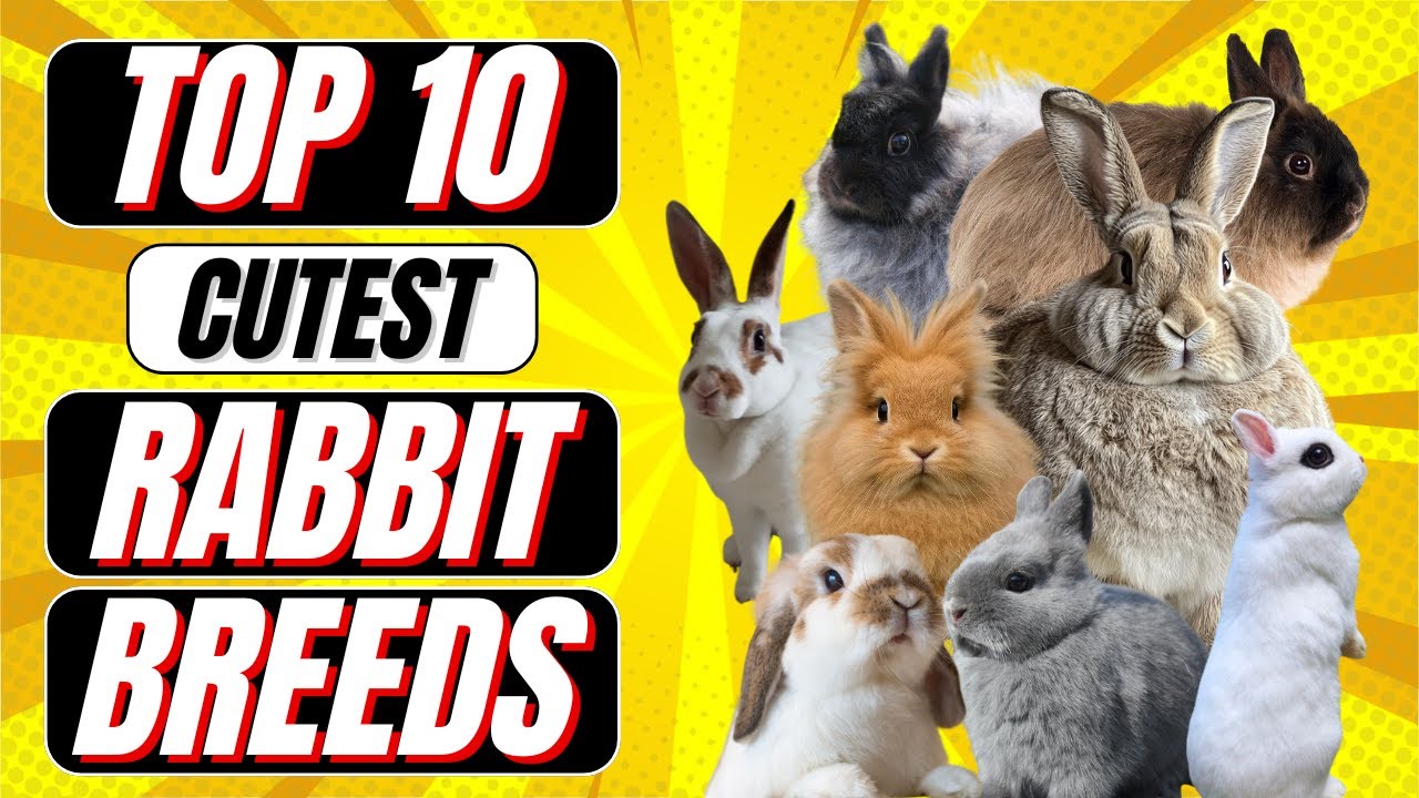 Top 10 Cutest Rabbit Breeds