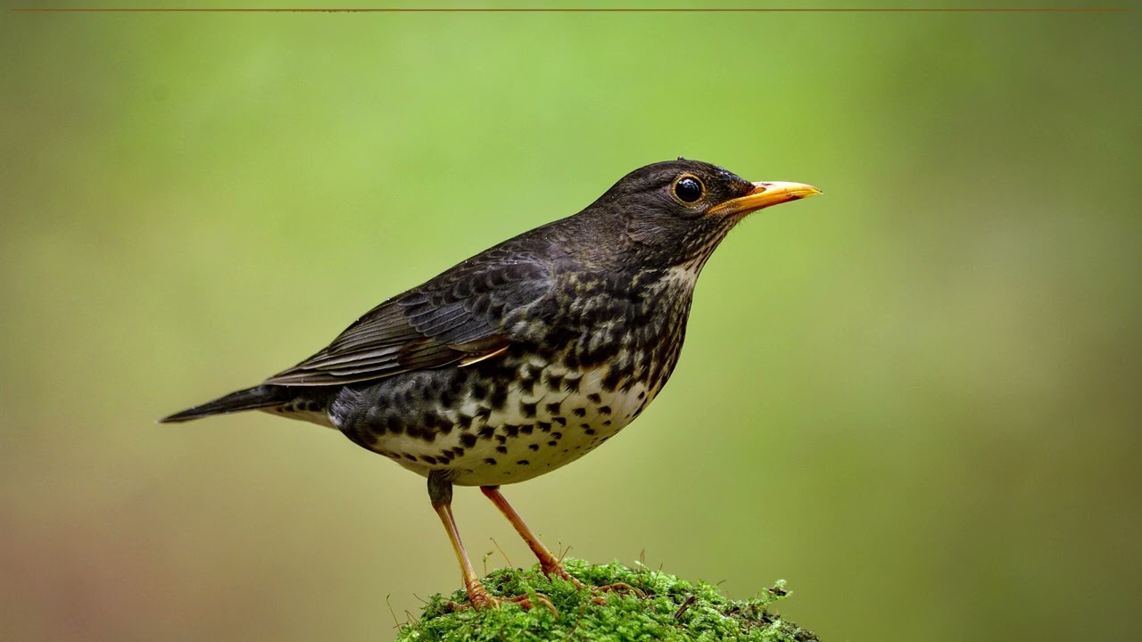 The beautiful song of the Japanese thrush