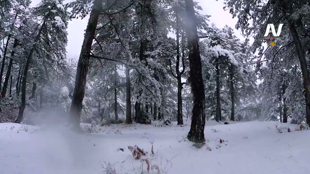 GJINAR, ELBASAN - VIRTUAL WALKING IN SNOW,  Virtual walking Among the forest and the Snow ❄️【4K】