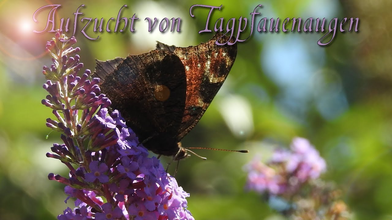 Aufzucht von Tagpfauenaugen