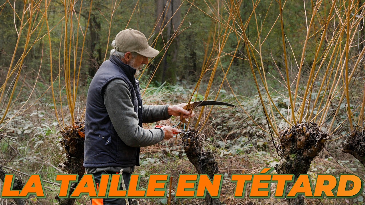 Pourquoi tailler vos arbres en tétard avec Jean Blondeau !