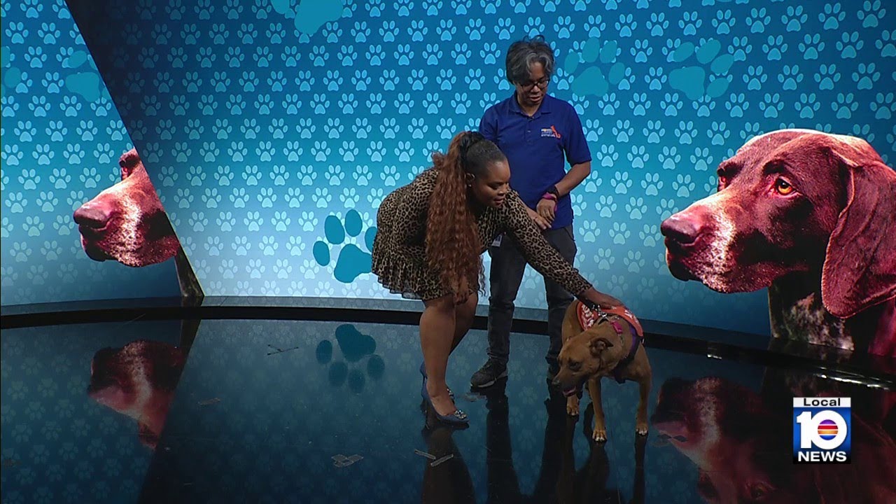Broward County Animal Care seeks 'furever' home for Karma, other furry friends