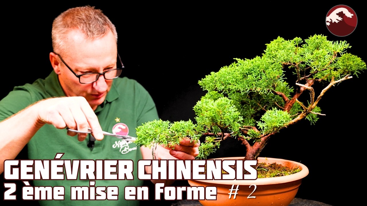 Nouveau projet de Bonsaï : mise en forme d'un genévrier - Épisode 2 🌱 NEJIKAN BONSAI 🌱