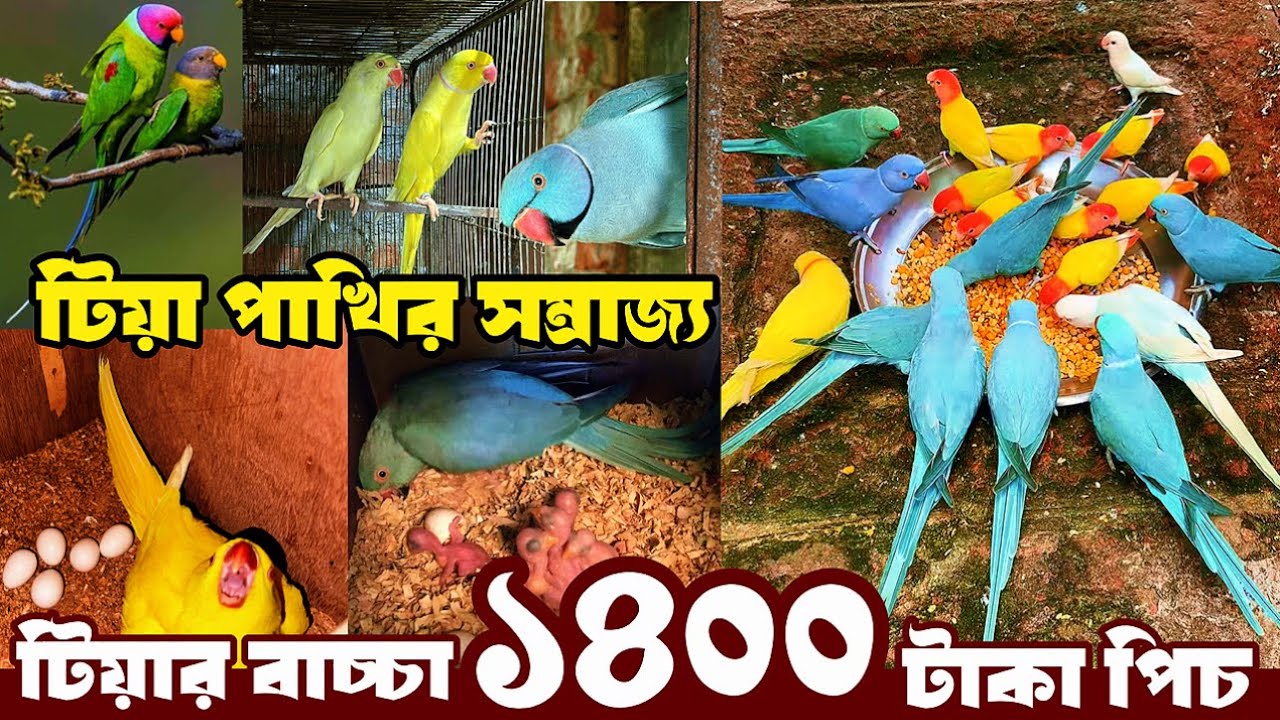 টিয়া পাখির সম্রাজ্য | টিয়ার বাচ্চা মাত্র ১৪০০ ৳ | যে অফার কেউ দিবেনা। Abir birds House. 8Jul25