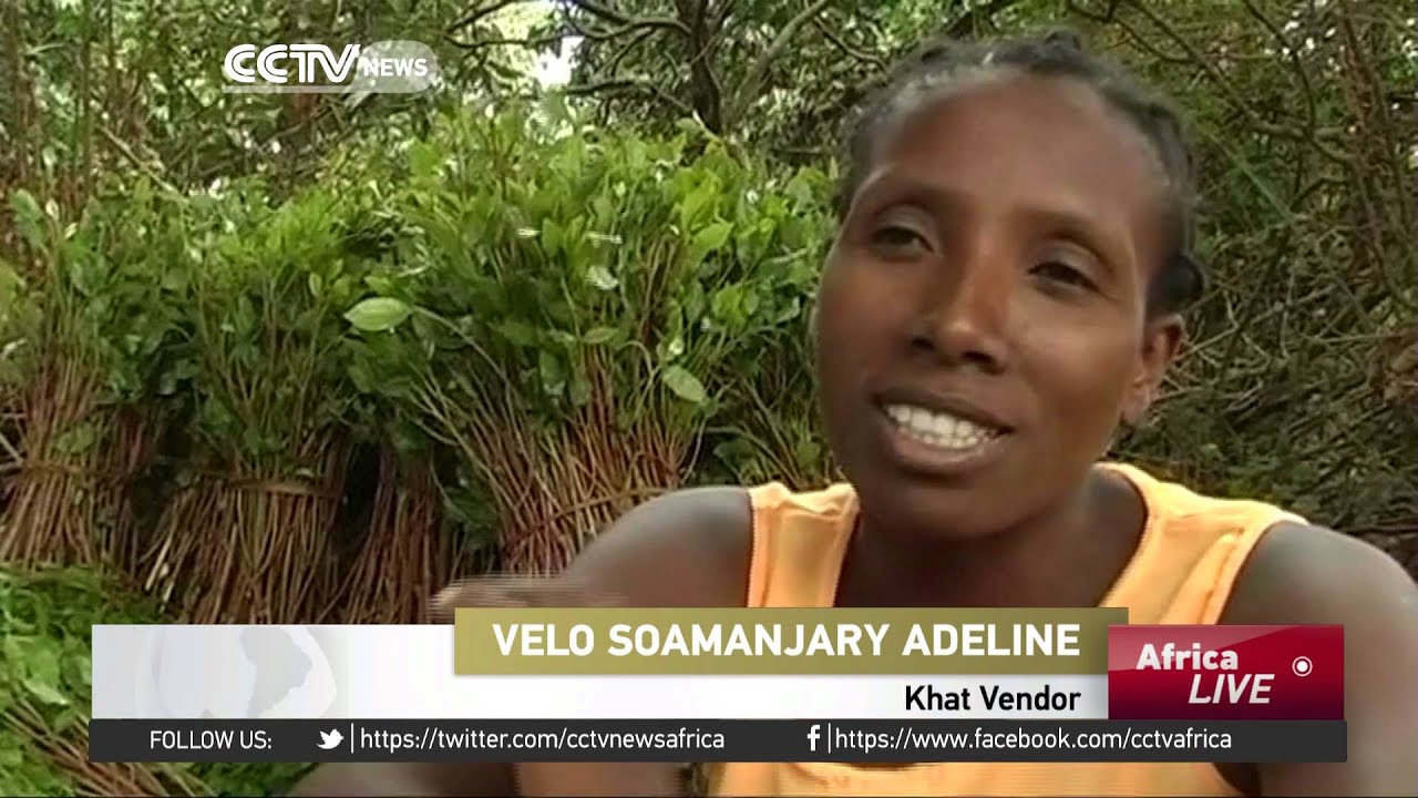 Madagascar khat addict numbers soar, food production dips