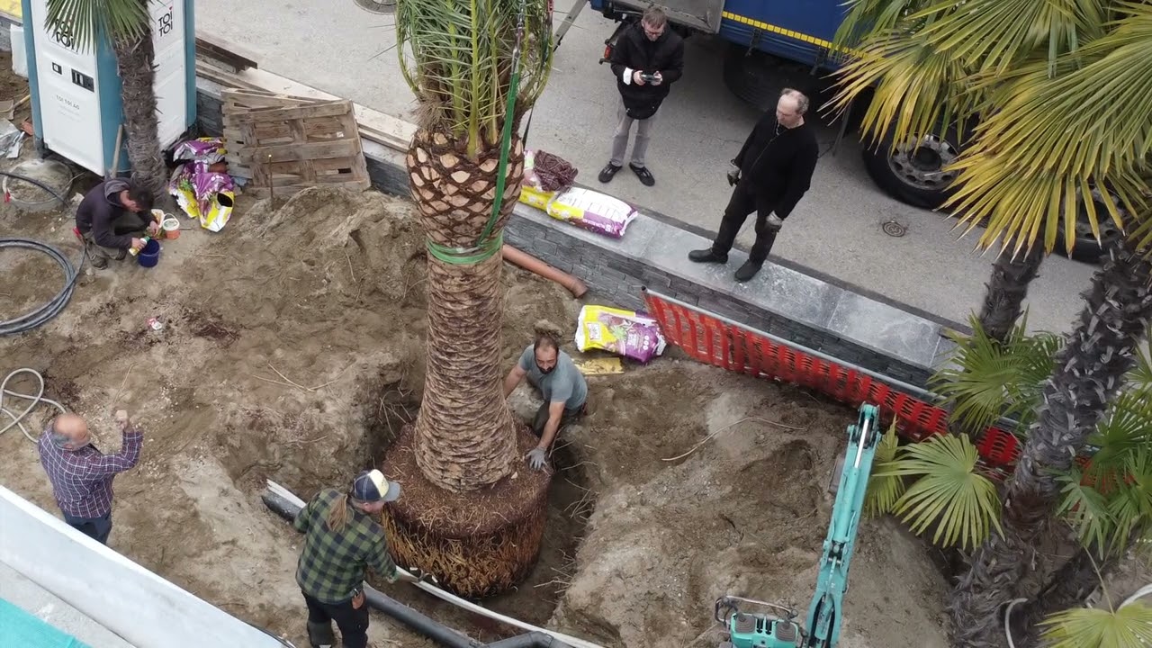 Phoenix canariensis, Ascona, Hotel Ascovilla,