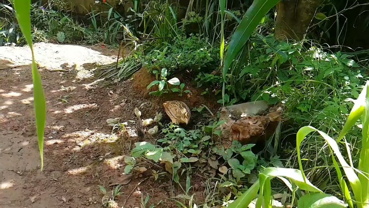 Japonesa Criando Filhote de Codorna Chinesa
