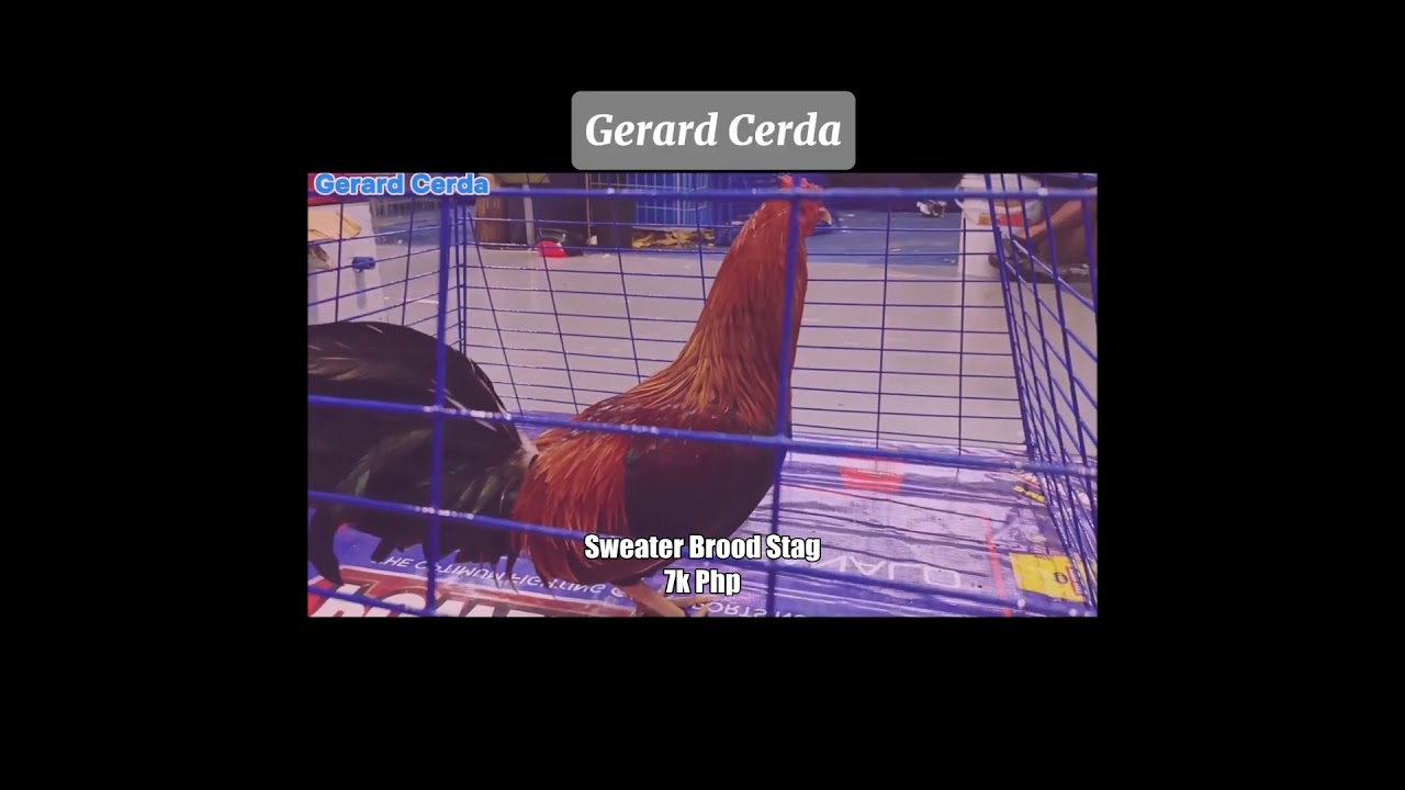 Sweater Brood Stag | Gerard Cerda #shorts