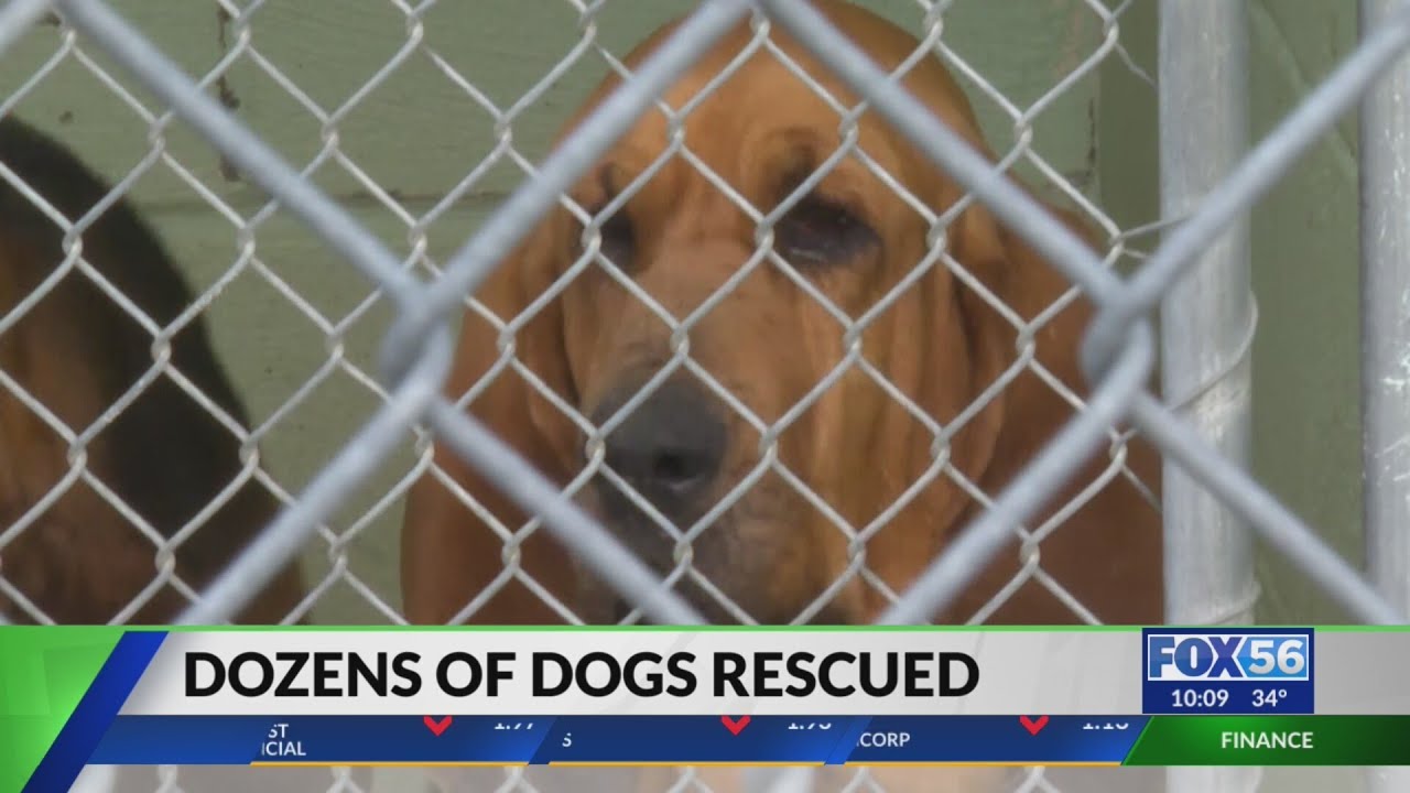 More than 40 dogs rescued from hoarding situation in Montgomery County