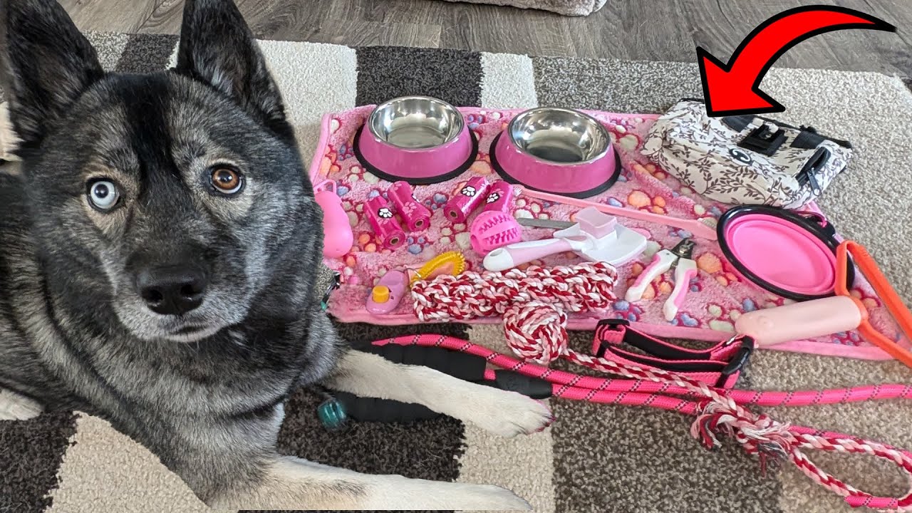 This Puppy Starter Kit Has Everything You Need!