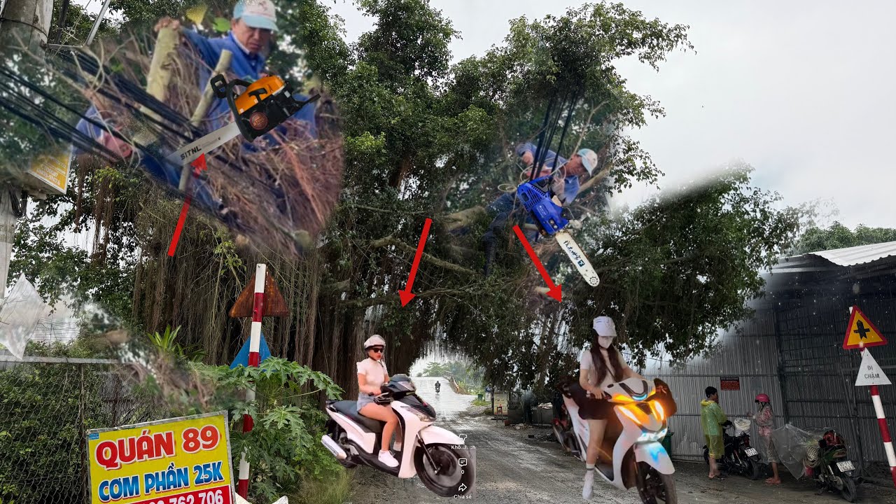 Chúng Tôi Dọn Dẹp Cưa Cây Xanh Ngay Đường Lộ Xe Dây Điện Quá Nhiều.Mùa Mưa Nguy Hiểm Cho người Dân 