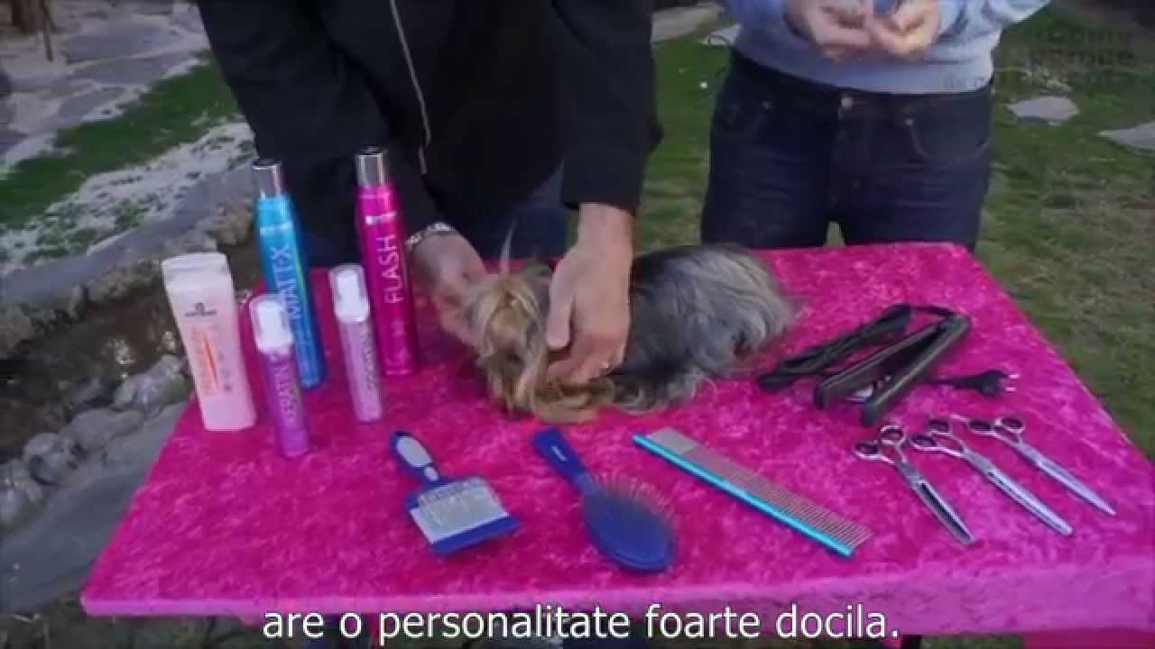 CAINI - Cosmetica canina - Cosmetizarea unui Yorkshire Terrier