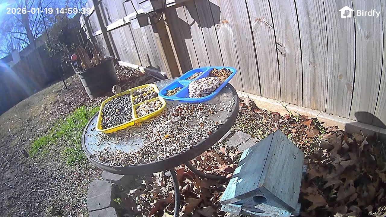 William's Bird Channel Live Stream critter cam! ￼