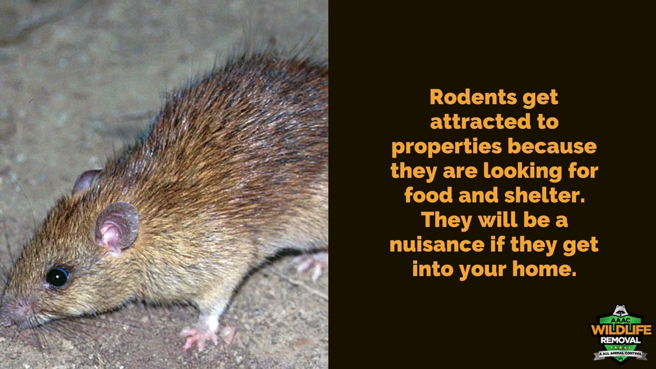 Rodent Removal Houston - AAAC Wildlife Removal Houston