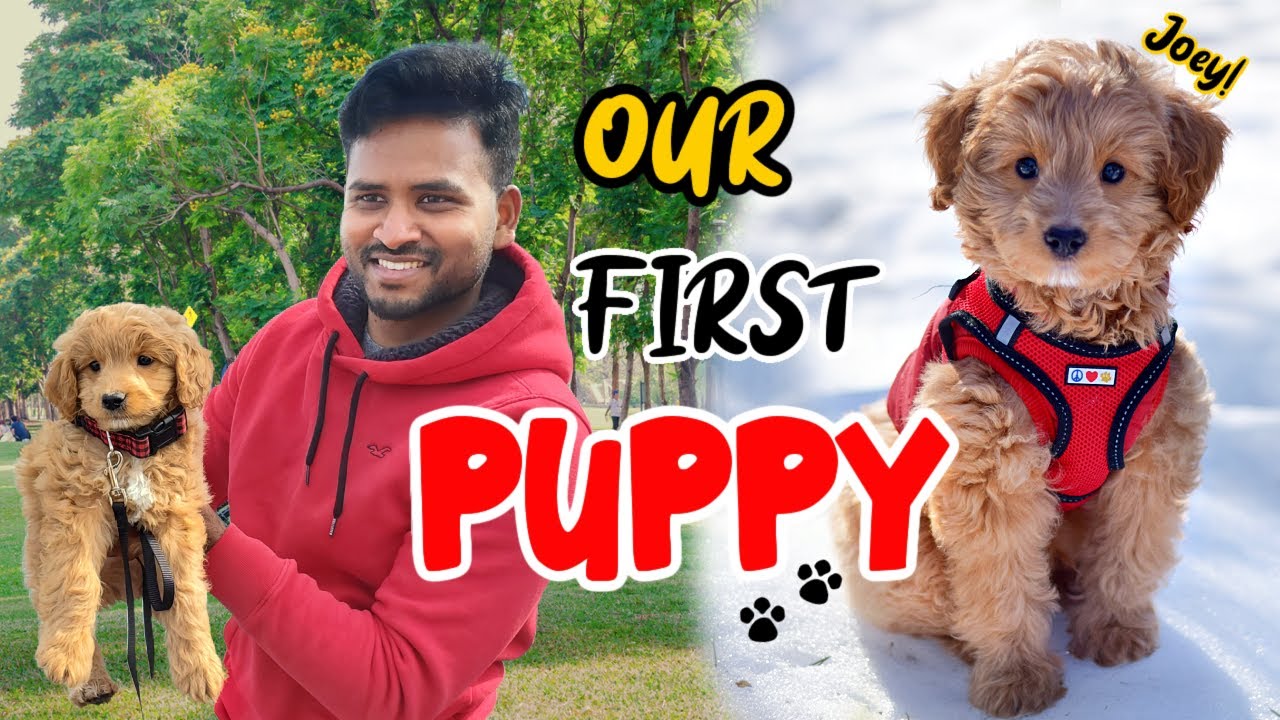 We Got a PUPPY! First 24 hours with a PUPPY | Joey the COCKAPOO | Canada Tamil
