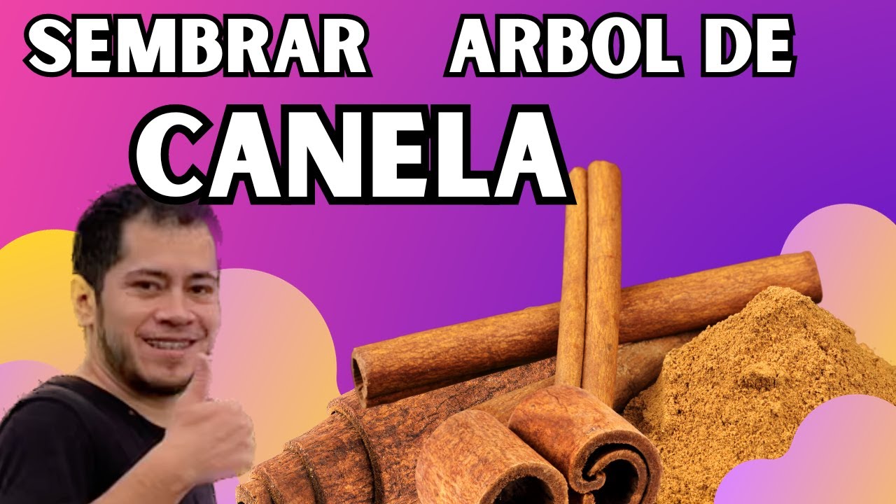 Como Sembrar Un Arbol De CANELA || HUERTO CITADINO