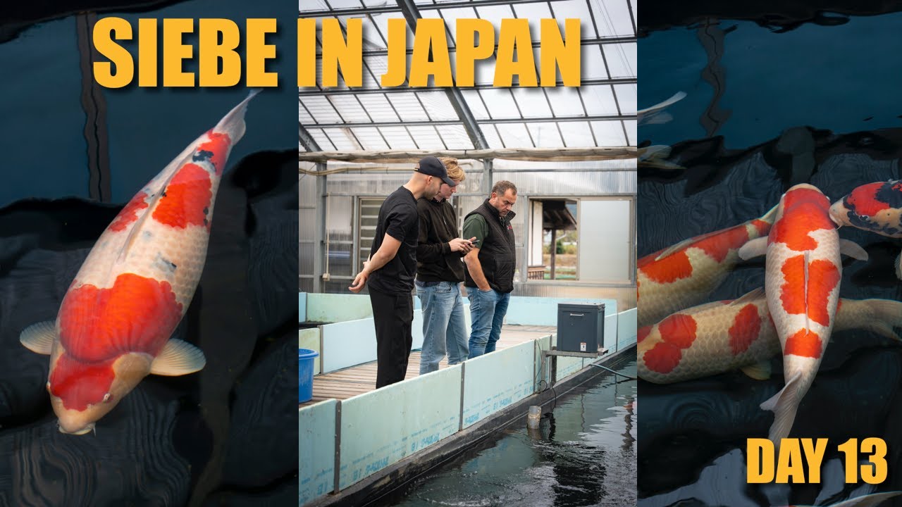 TOP NND Sanke & SUPER Aragoke | Siebe In Japan Day 13