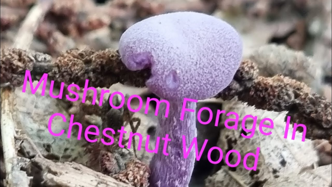 Mushroom Forage In Chestnut Wood