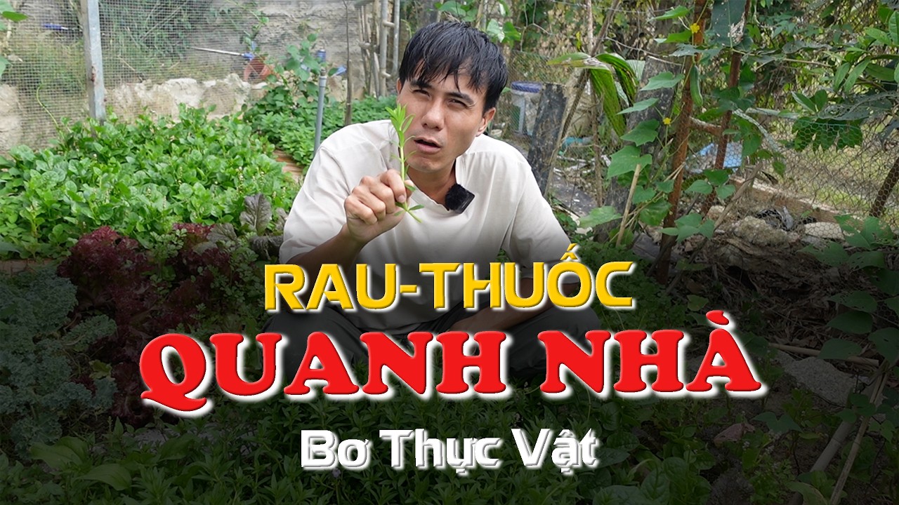 Thăm Vườn Rau - Thuốc Nhà Bơ | Bơ Thực Vật