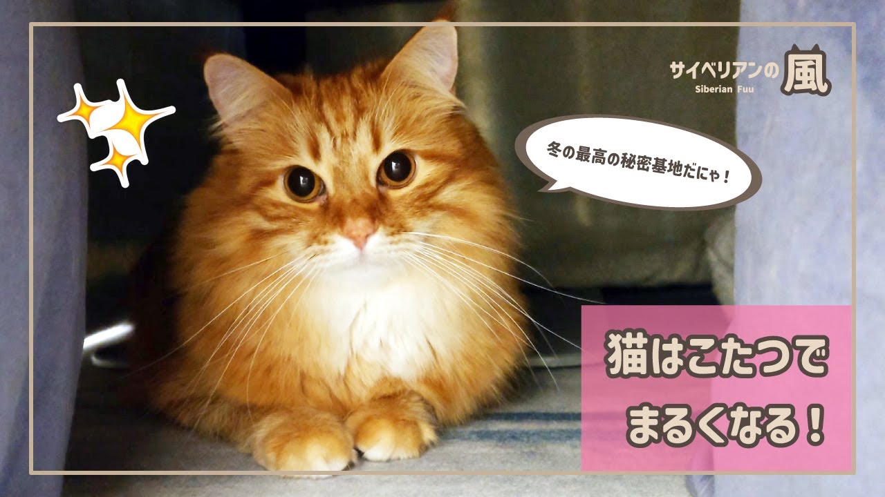 【#86】猫はこたつでまるくなる！【サイベリアンの男の子】