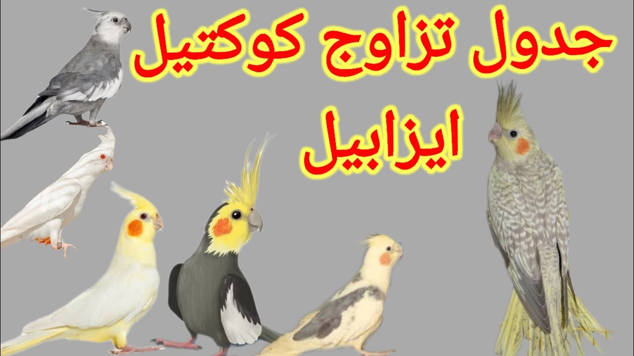 ناتج تزاوج كوكتيل ايزابيل من طفرات الكوكتيل