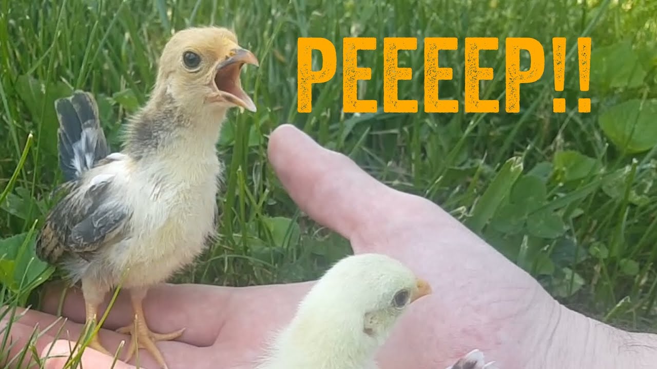 🐤 CUTE Baby Chicken Videos 🐤 - Serama Chicks - Miniature Chicken Videos
