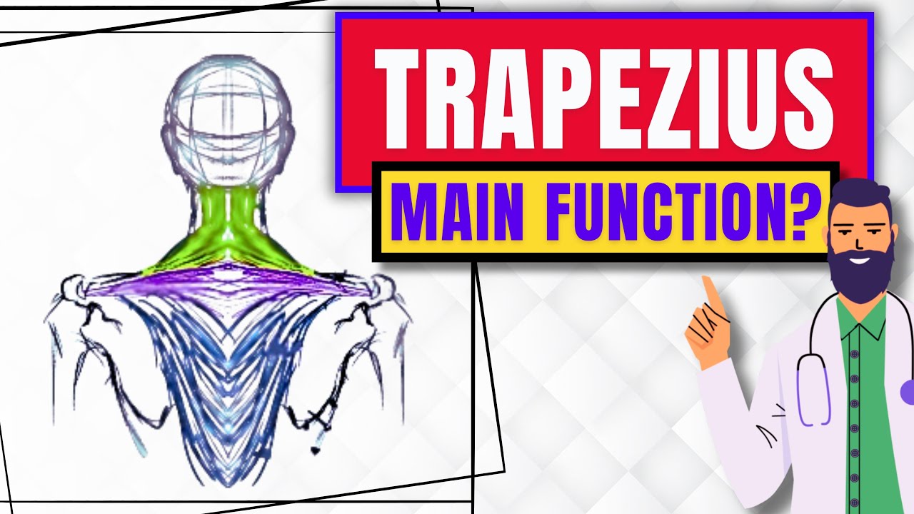 What Is The Function Of The Trapezius Muscle?