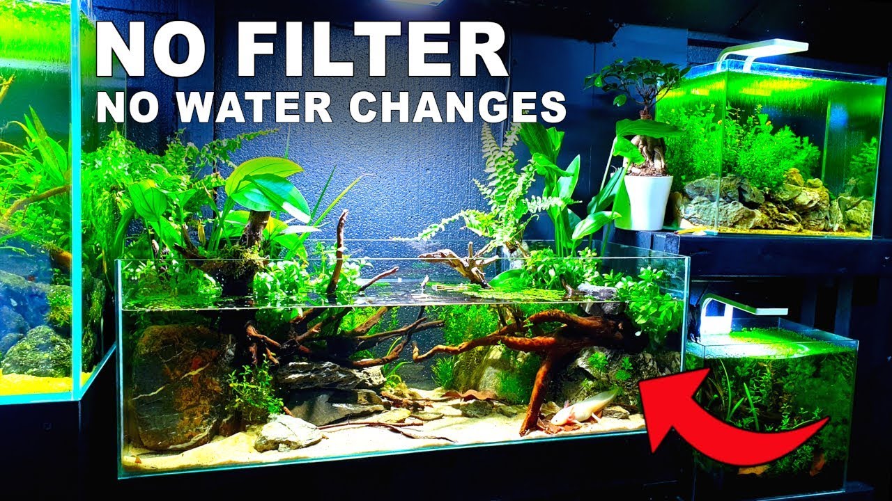 Planted Tank Ecosystem- NO WATER CHANGES- Is It possible? How To No Filter No Ferts No co2 No Heater
