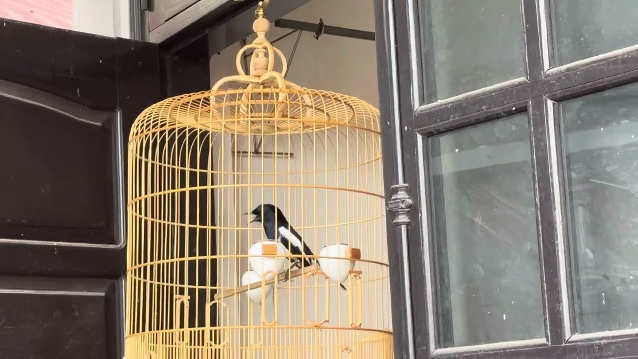 Choè than già rừng HÓT TO cả làng nghe