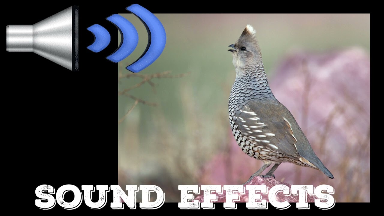 Scaled Quail  bird sound effects