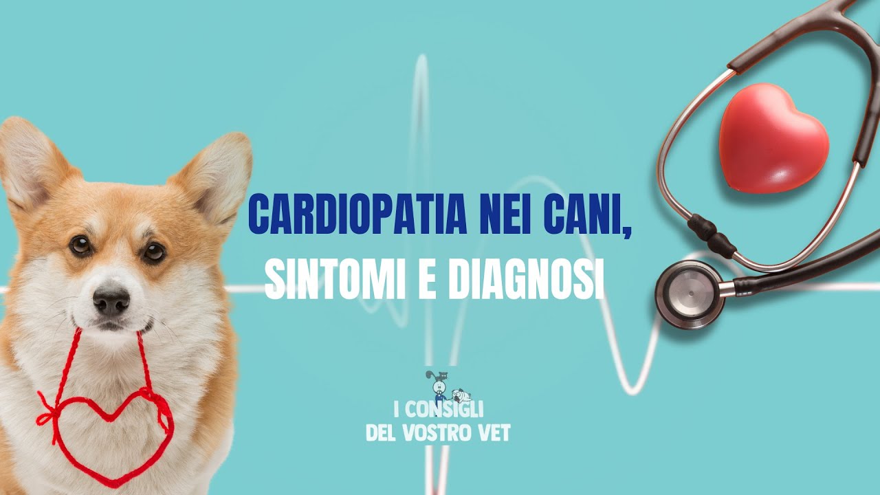 127 - Il CUORE del tuo CANE è a rischio? Sintomi e Diagnosi della CARDIOPATIA