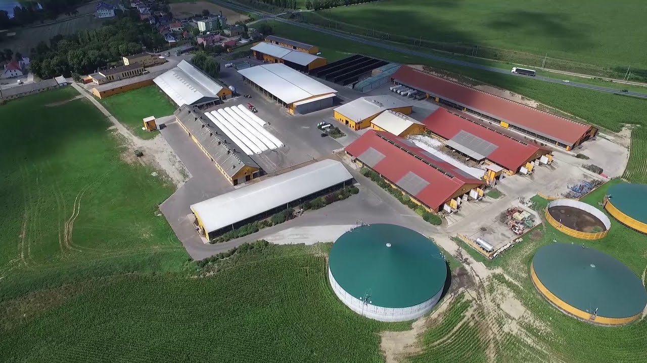 Żywienie kr&oacute;w mlecznych w Sano Agrar Institut