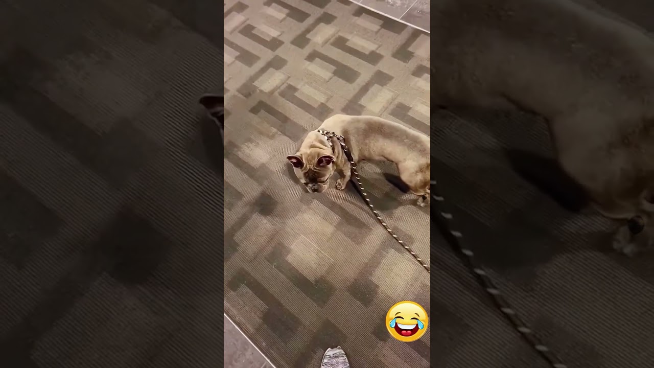 Funny Animals #funny #funnyvideo #animals #fyp #cute