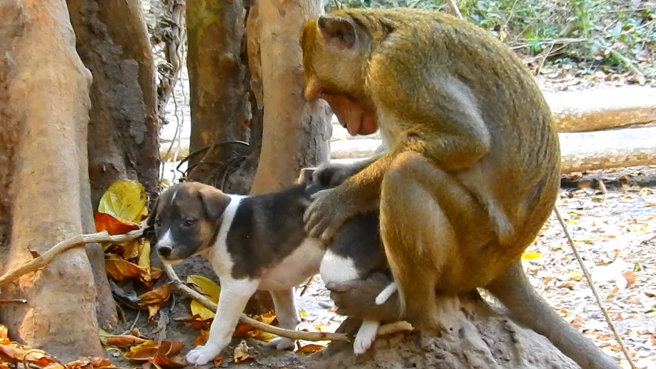 OMG.,Absolutely Incredible…A Fantastic Time For Monkey and Dog, How attractive is that one style?