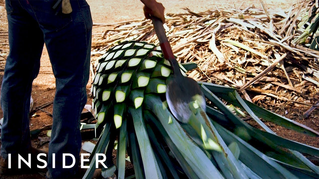 How Tequila Is Made