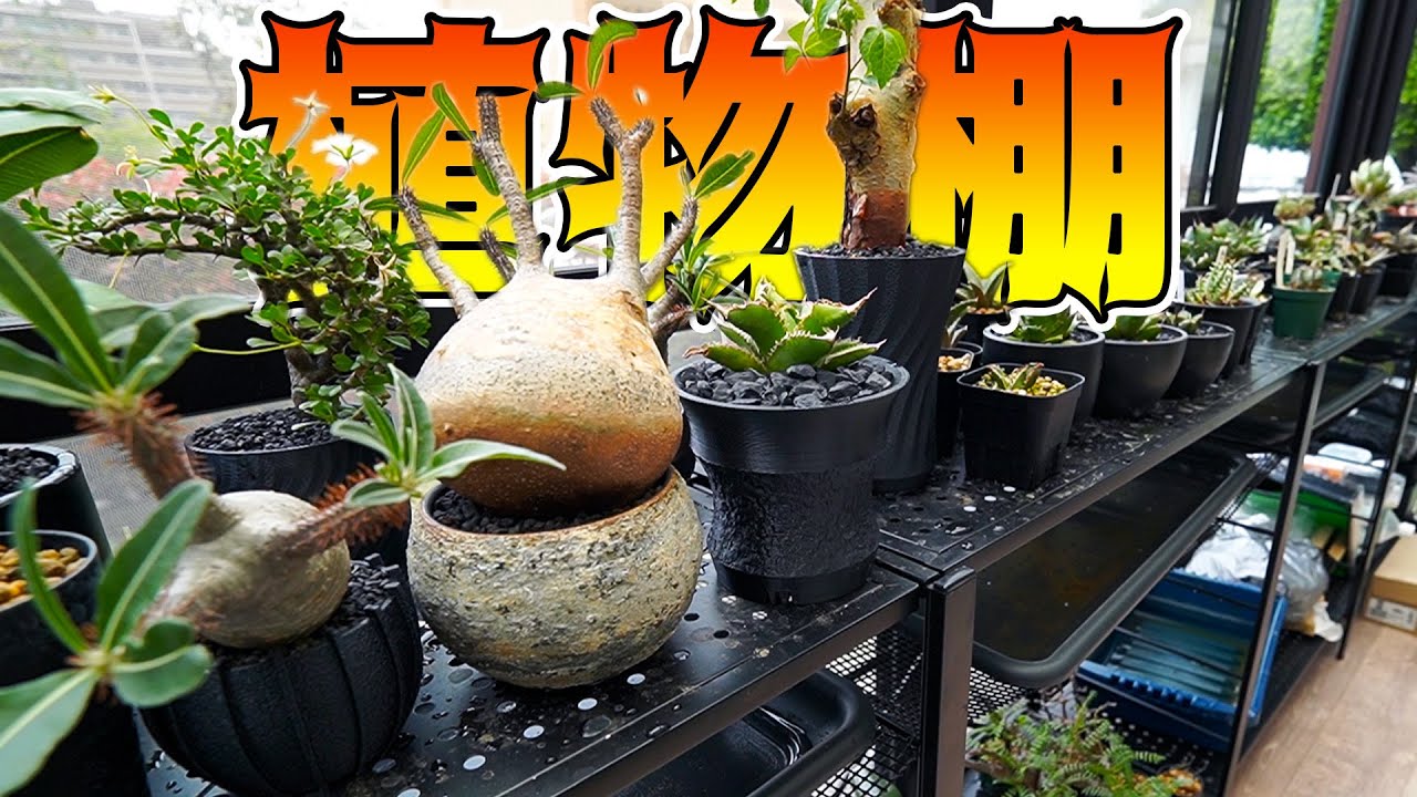 【植物沼】珍奇植物を最高に管理できるおしゃれな植物棚はこちら【アガベ】【パキポディウム】