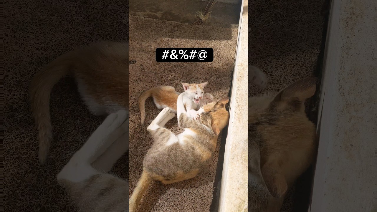 Indian പൂച്ച അമ്മ vs. Foreign Cat Mom 🐱😂 #shorts