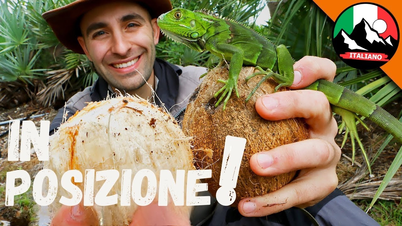 Coyote e la Colazione Esotica! Scopri il Cocco Sconosciuto! | Brave Wilderness Italiano