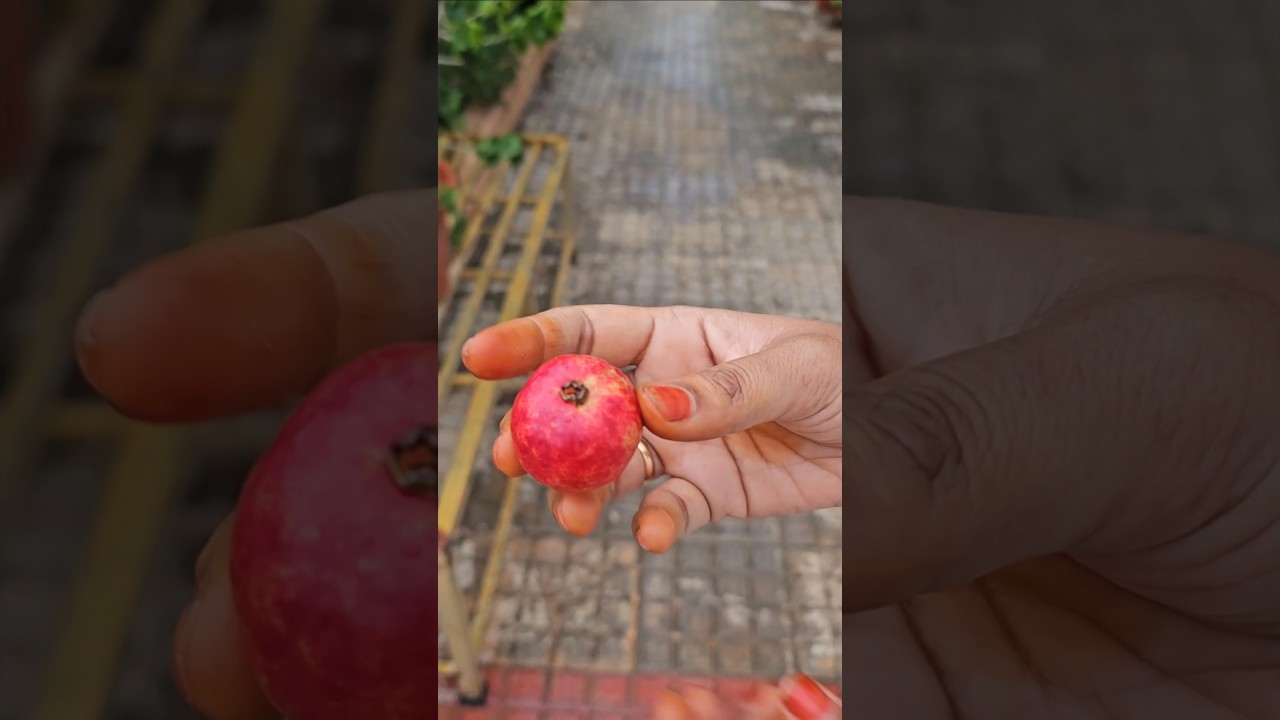 strawberry guava cutting #straberryguava #mygarden #gardening #organicfarming #shortvideo #trending