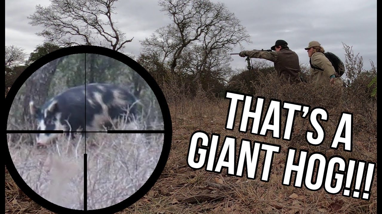 Hog Hunting in West Texas