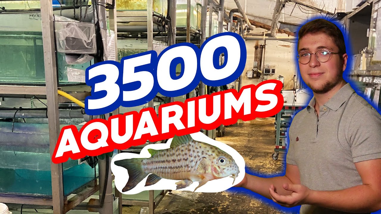 LA PISCICULTURE ESTALENS, DES MILLIERS DE POISSONS