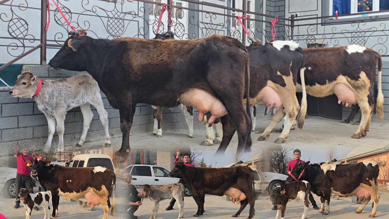 Arzonchi Islomjon Novvos Bolali Sutdor Sigirlar Narxlar Arzon aytdi Olib qoling 