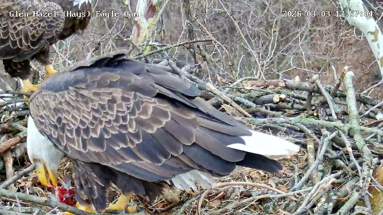 Glen Hazel Eagles HM2 in with Bird for Mom 3.3.26