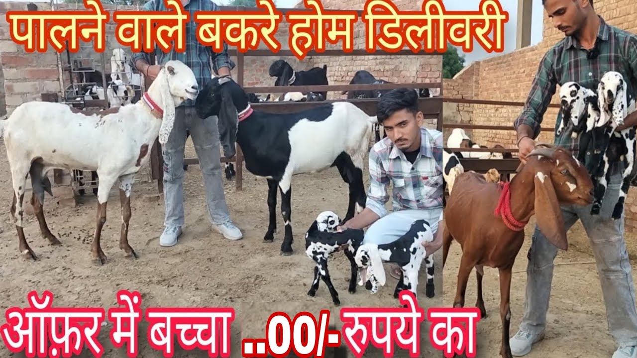 Beetal goat farm से दूध वाली बकरियां होम डिलीवरी