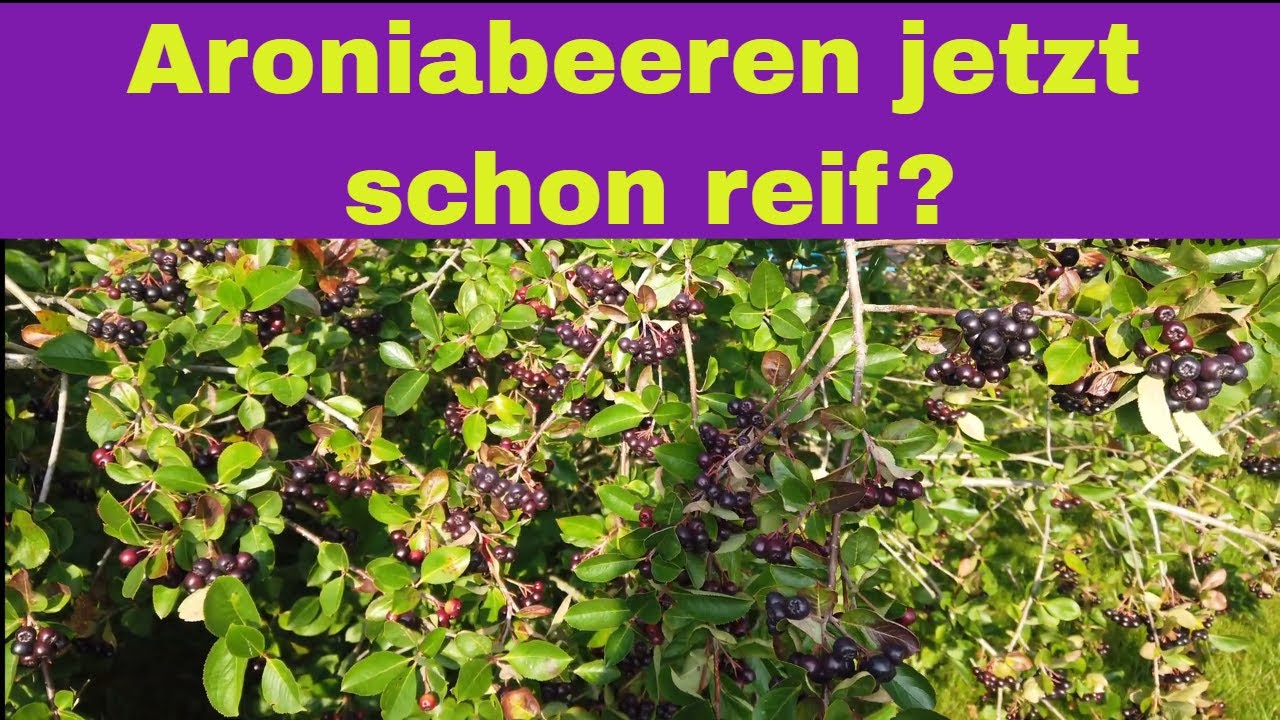 Sind Aroniabeeren jetzt schon reif? Wann kann man Aroniabeeren ernten?